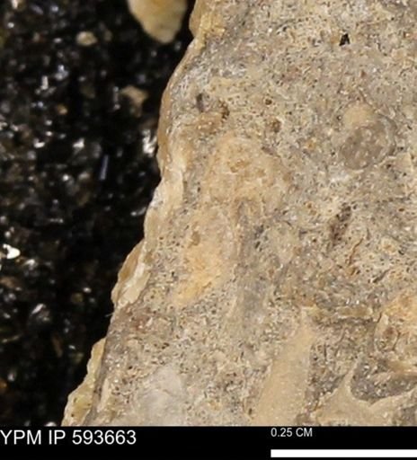 Baculites sp.