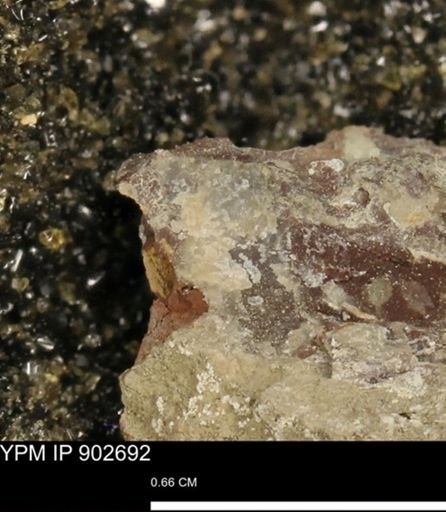 undet. Mollusca