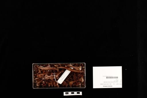 Varanus niloticus