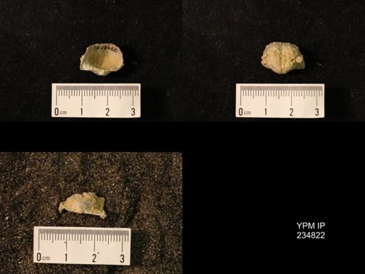 Marginifera wabashensis var. armata