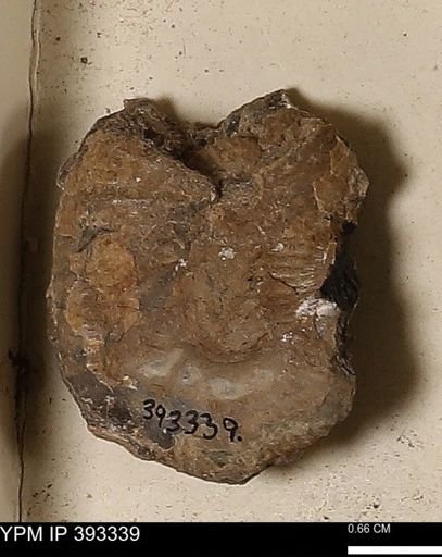Scaphites sp.
