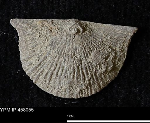 Strophodonta sp.