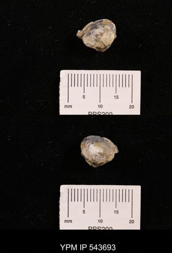 Protocardia sp.