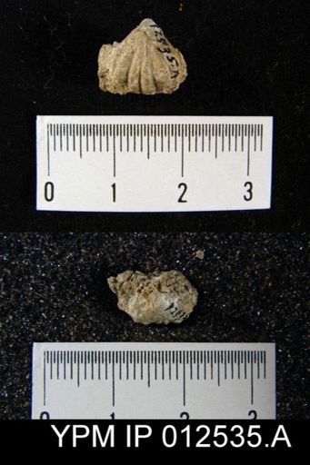 Pugnoides texanus