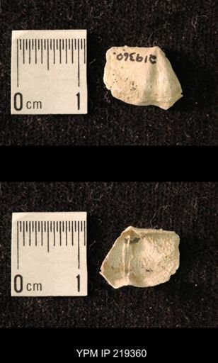 Chonetes granulifer