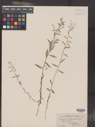 Campanula aparinoides