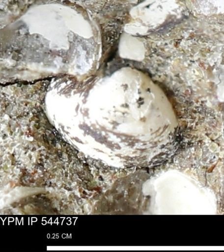 Corbulamella gregaria