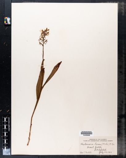 Habenaria lacera