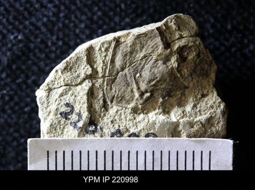 Hexapoda