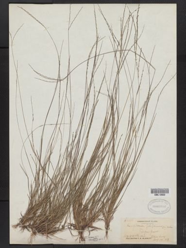 Digitaria filiformis