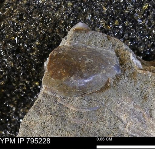 undet. Bivalvia