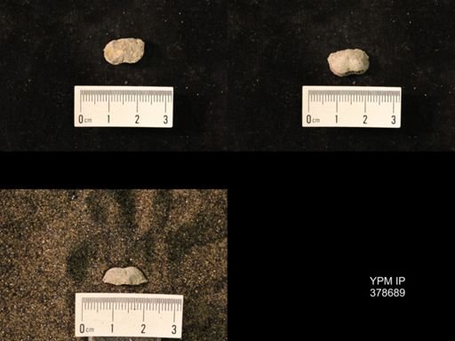 Marginifera wabashensis