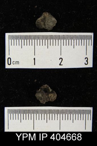 Meristella sp.