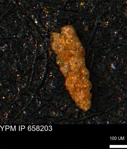 undet. Foraminiferida