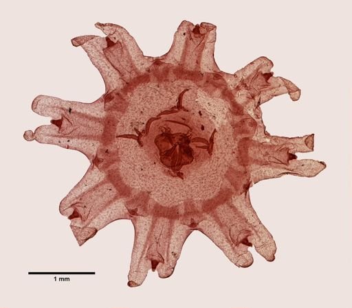 Aurelia aurita