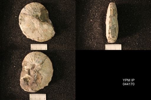 Hoploscaphites nicolletii