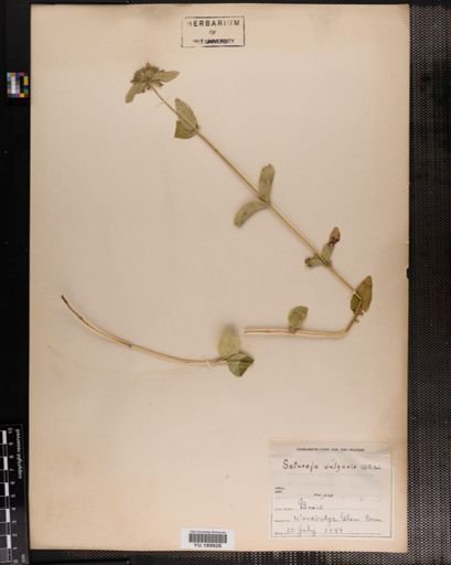 Plantae