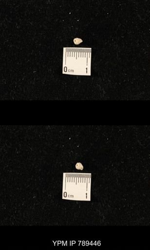 undet. Bryozoa