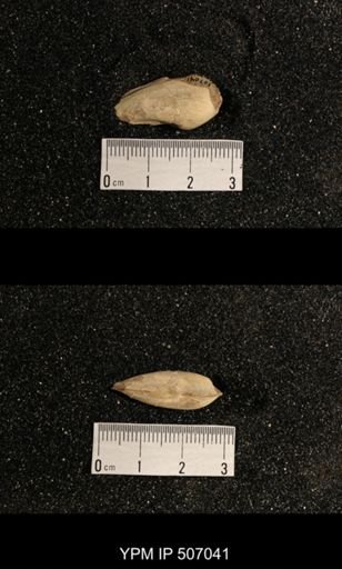 Phestia bellistriata