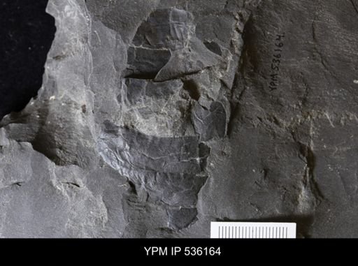 Hughmilleria socialis