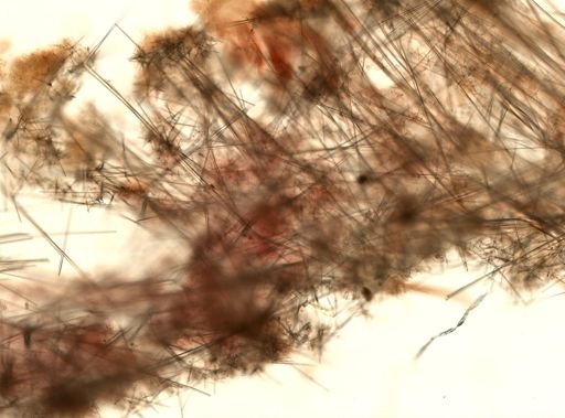 Hexactinellida