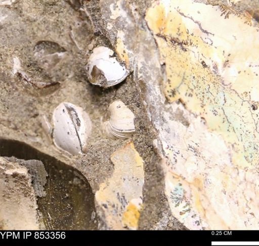 Protocardia?