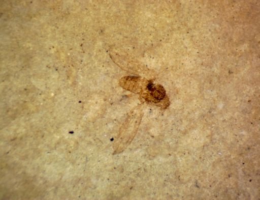 undet. Diptera