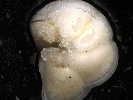 Globorotalia tumida