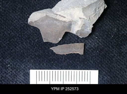 undet. Eurypterida