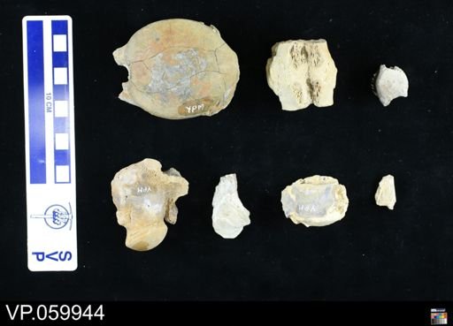 undet. Mosasauridae