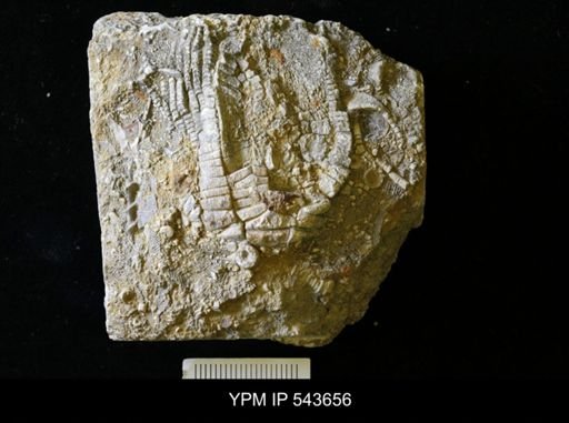 Zeacrinites sp.