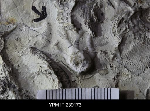 Dinotocrinus salteri