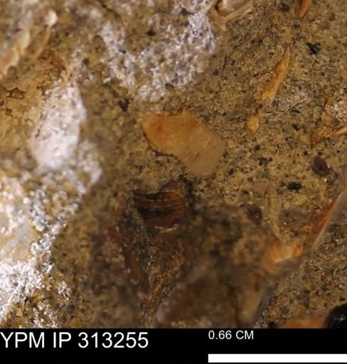 Corbicula