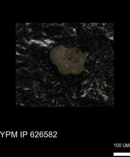 undet. Foraminiferida