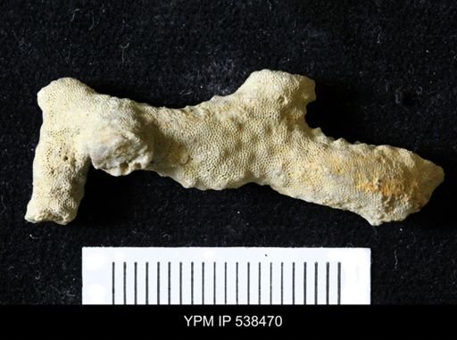 Parvohallopora subnodosa