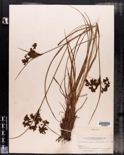 Scirpus atrocinctus