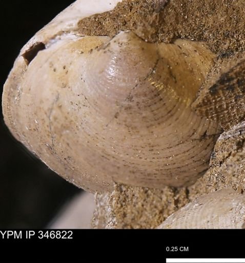 Limopsis striatopunctatus