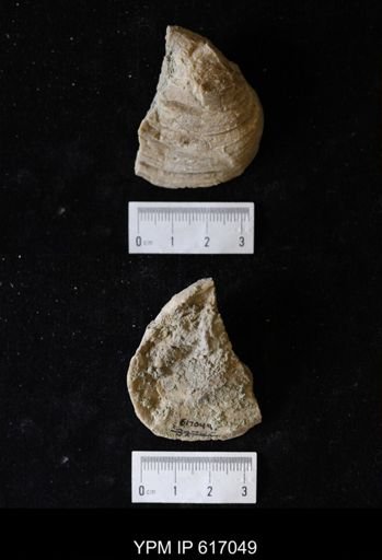 undet. Bivalvia