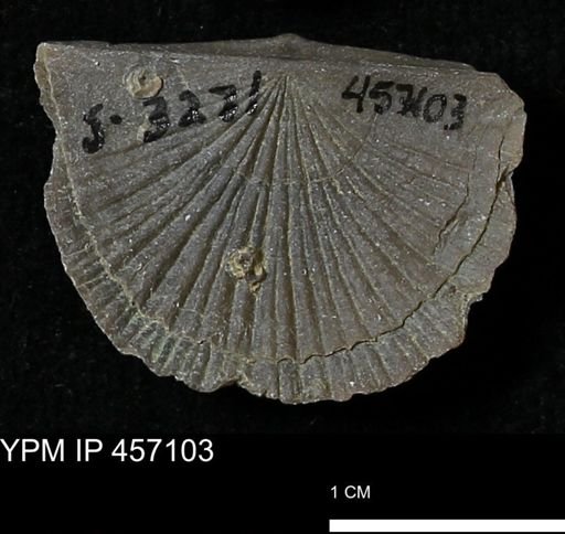 Stropheodonta sp.