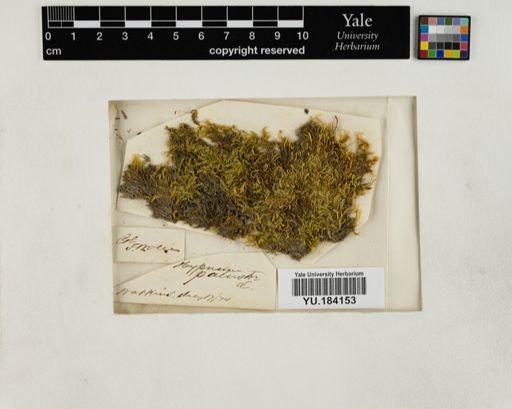 Plantae