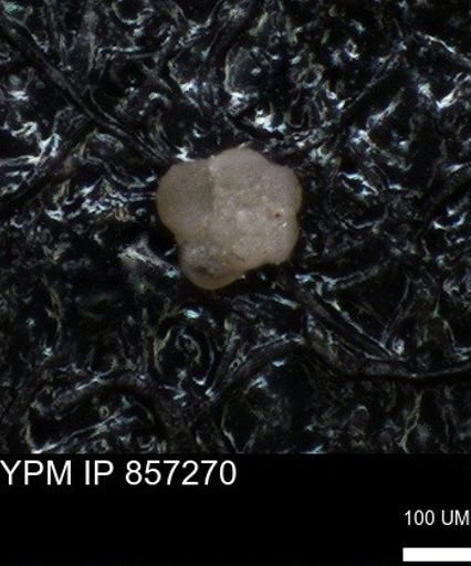 undet. Foraminiferida