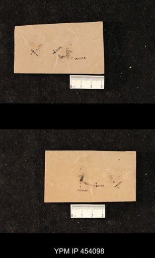 undet. Hymenoptera