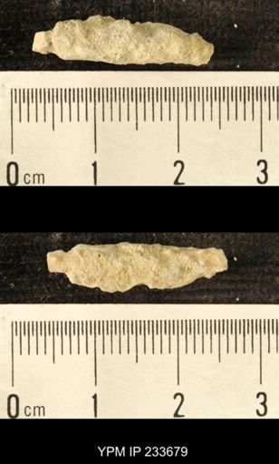 Archaeocidaris sp.