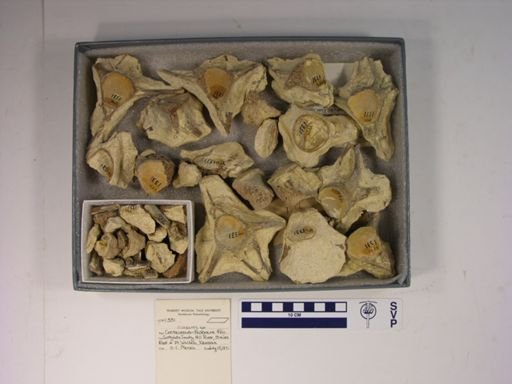 Clidastes sp.