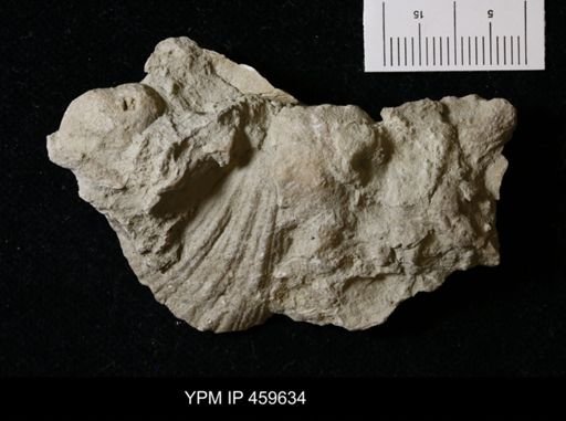 Neospirifer dunbari