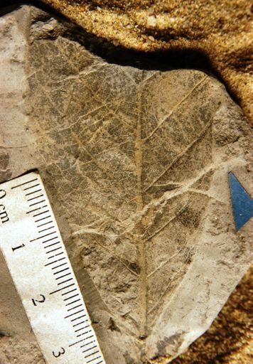 Quercus hollickii