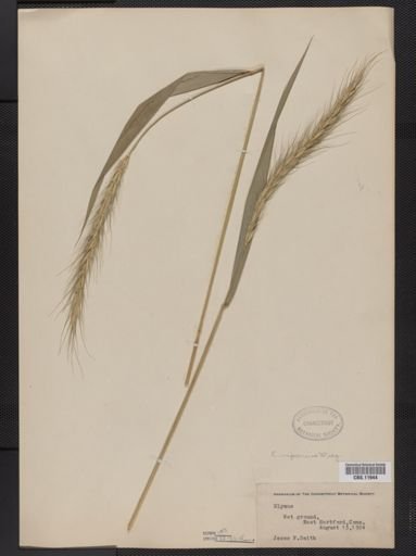 Elymus riparius