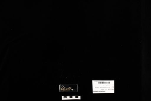 Platysaurus torquatus