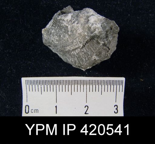 undet. Brachiopoda