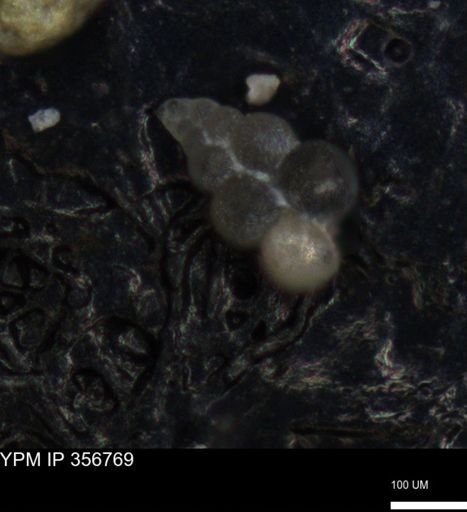 undet. Foraminiferida